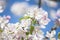 Beautiful springtime wallpaper with apple tree branches full of white blossoms and blue sky on background
