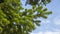 The beautiful spruce branches against the sky.