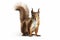 Beautiful squirrel on a light background. Generative AI