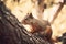 Beautiful squirrel in nature. Created using Generative AI technology