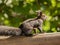 A beautiful squirrel on a wooden beam