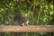 A beautiful squirrel on a wooden beam