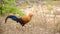 Beautiful Sri Lankan jungle fowl foraging the Forests of Yala national park, endemic and national bird of Sri Lanka