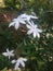 Beautiful sri lankan white jasmine jungle flowers with leaves this photo capture in the morning at home garden