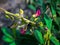 beautiful sri lankan wild flower close up photo