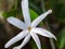 beautiful sri lankan wild flower close up photo