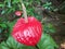 Beautiful Srilankan Red Anthurium Flower and Plant