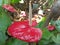 Beautiful Srilankan Red Anthurium Flower and Plant