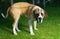 Beautiful St. Bernard dog
