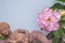 Beautiful stacked petal flower of adenium tree