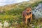 Beautiful staffordshire bull terrier loose outdoors in the wilderness at dawn