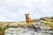 Beautiful staffordshire bull terrier loose outdoors in the wilderness at dawn