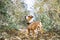 Beautiful staffordshire terrier dog stands in autumn park. Young