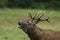 Beautiful stag with great antlers