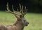 Beautiful stag with great antlers