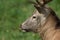 Beautiful stag with great antlers