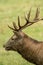 Beautiful stag with great antlers on green meadow