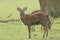 A beautiful Stag Manchurian Sika Deer, Cervus nippon mantchuricus, standing in a meadow.