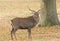 A beautiful Stag Manchurian Sika Deer Cervus nippon mantchuricus standing in a meadow in autumn.