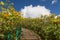 Beautiful stair in the middle of nature with blossoming of wild sunflowers