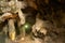 Beautiful stalactites and stalagmites inside the Khao Luang Cave.