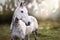 Beautiful Stallion grey Horse