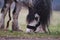 Beautiful stallion horse breed irish tinker,irish cob gypsy vanner in autumn outdoor