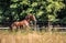 Beautiful stallion in motion on the meadow