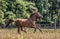 Beautiful stallion in motion on the meadow