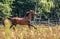 Beautiful stallion in motion on the meadow