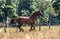 Beautiful stallion in motion on the meadow