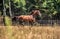 Beautiful stallion in motion on the meadow