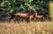 Beautiful stallion in motion on the meadow