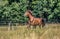 Beautiful stallion in motion on the meadow