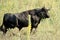 Beautiful stallion of Spanish fighting black bull trotting through the field among the vegetation