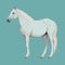 beautiful standing adult white horse