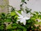 Beautiful Star jasmine, Jasminum multiflorum, commonly known as star jasmine, is a species of jasmine, in the family Oleaceae.