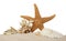 Beautiful starfish, coral and sea shells in sand on white background