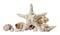 Beautiful starfish, coral and sea shells on white background