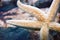 Beautiful starfish stuck suckers to the glass of the aquarium with clean water