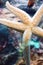 Beautiful starfish stuck suckers to the glass of the aquarium with clean water