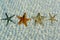 Beautiful starfishes under water