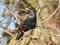 Beautiful starling with orange closed beak is sitting on thin light grey branch.