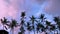 Beautiful static background of tropical sunset with pink and blue clouds and tall palm trees. Exotic nature background