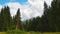 Beautiful static timelapse fir tree forest with dynamic clouds motion