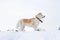 Beautiful statuesque dog Japanese Akita Inu stands in profile in the snowy forest.