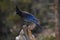 Beautiful steller`s jay bird with bright blue tail