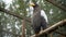 Beautiful Steller`s Sea Eagle sitting on a tree branch