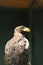 Beautiful Steller`s sea eagle in zoo enclosure