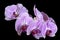 Beautiful Stem of Flowers on Phalaenopsis Orchid
